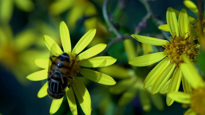 蜜蜂昆虫采花蜜微距