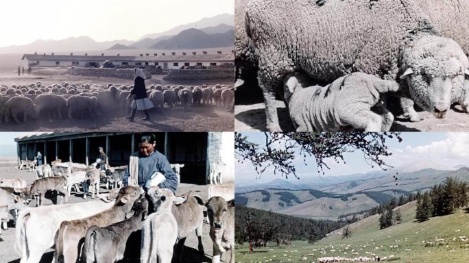 新疆地区牧民农民生活 放羊放牧养殖耕地