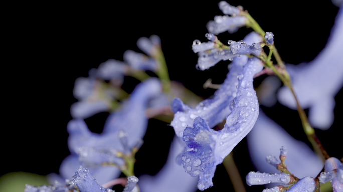 【4K】雨中蓝花楹，蓝花楹唯美镜头