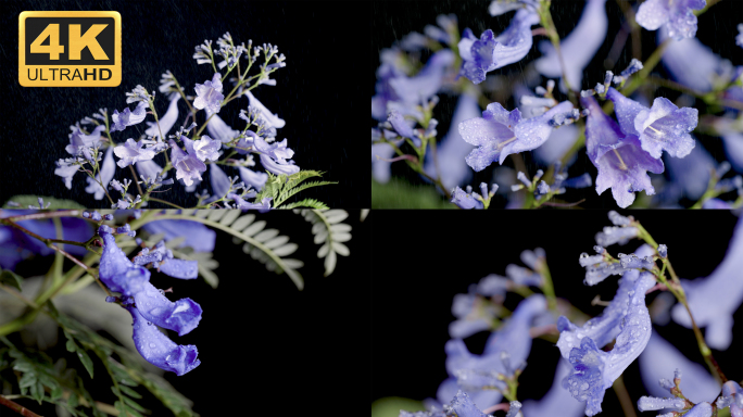 【4K】雨中蓝花楹，蓝花楹唯美镜头