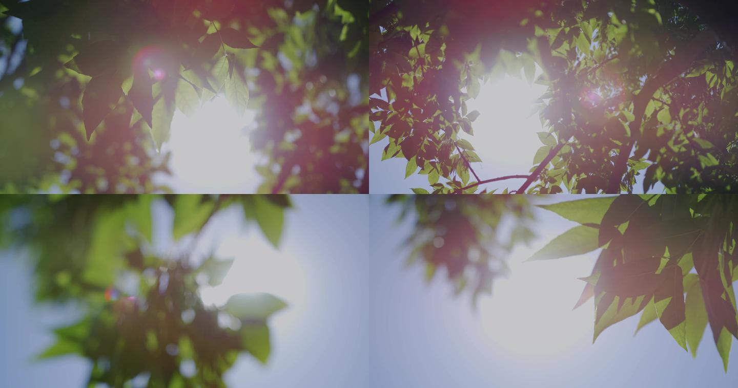 仰拍大树太阳炫光唯美树叶升格空镜阳光光斑