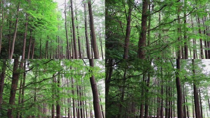 实拍4k树林
