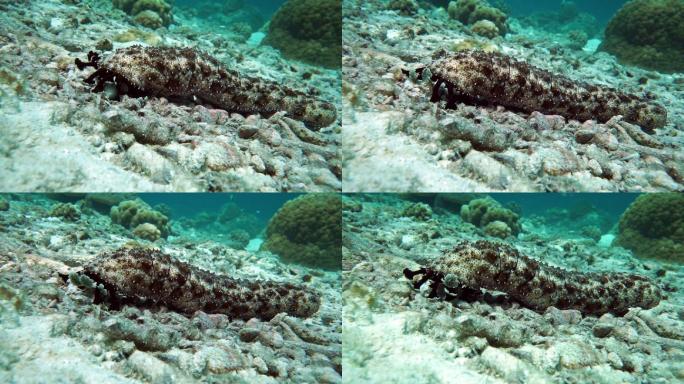 以珊瑚礁为食的水下海参