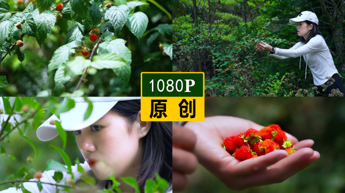 摘野果山莓 1080P