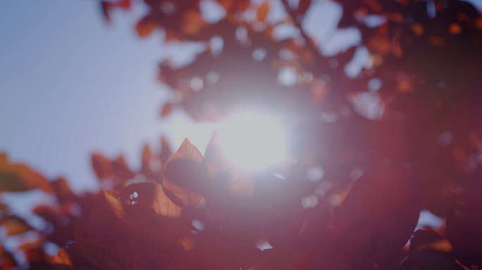 秋天大树天空太阳炫光阳光穿过树叶升格空镜