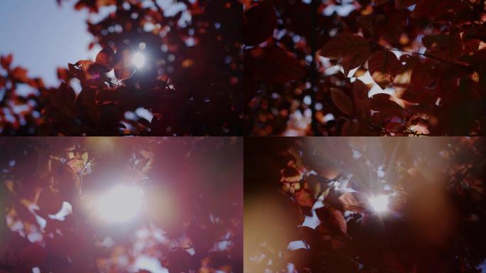 秋天大树天空太阳炫光阳光穿过树叶升格空镜