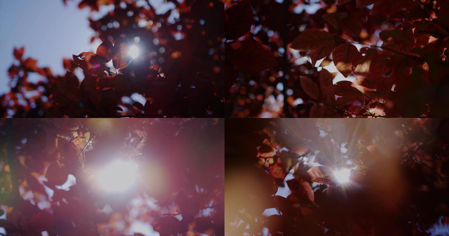 仰拍秋天大树太阳炫光阳光穿过树叶升格空镜