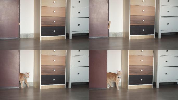 可爱的小猫猫打开猫主人家的门。