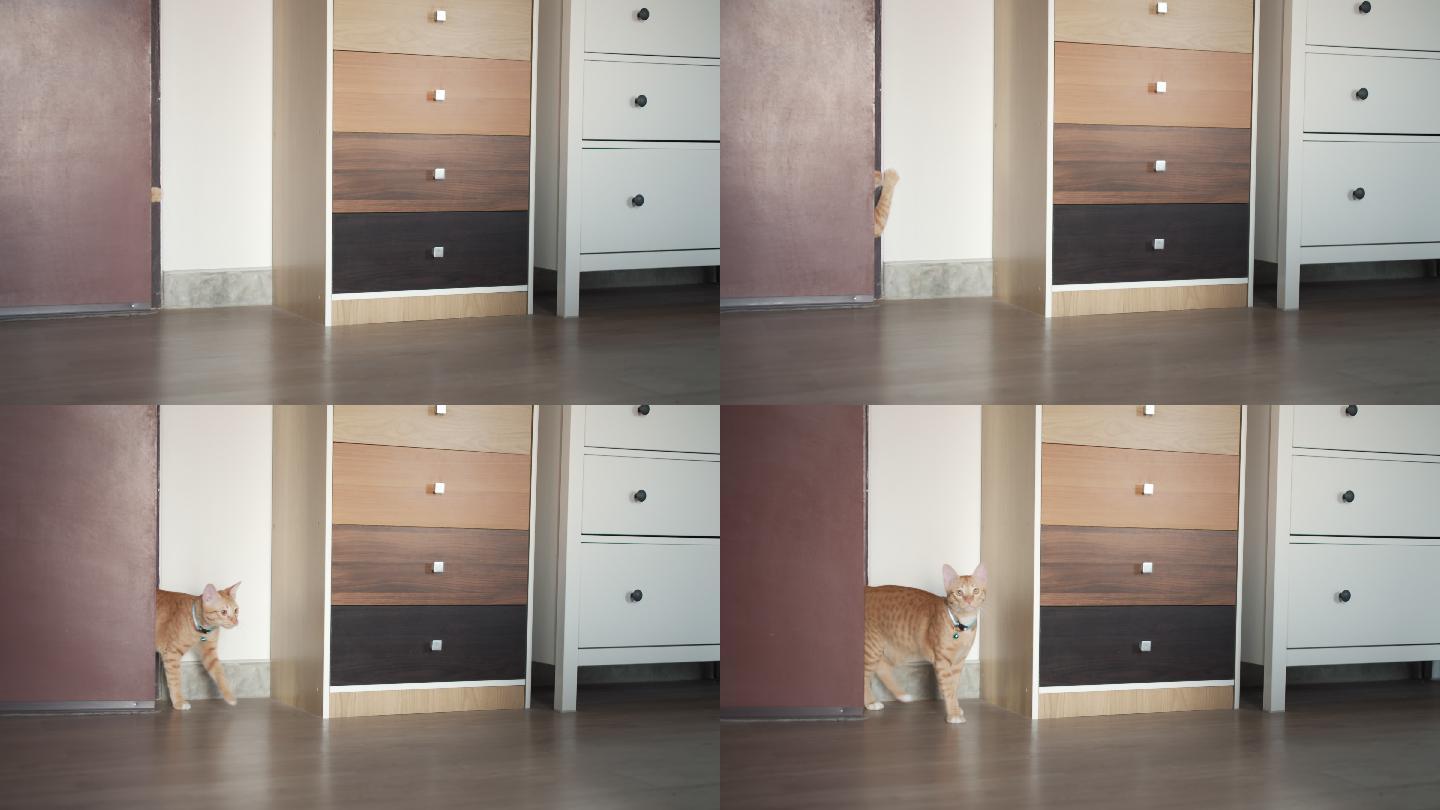 可爱的小猫猫打开猫主人家的门。