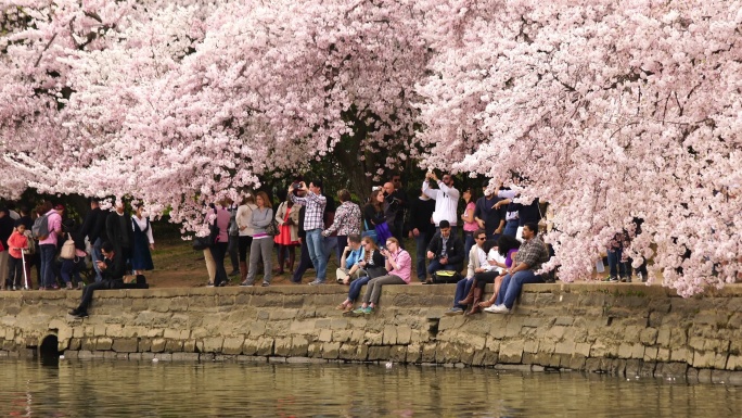 华盛顿特区樱花节樱花树下的游客