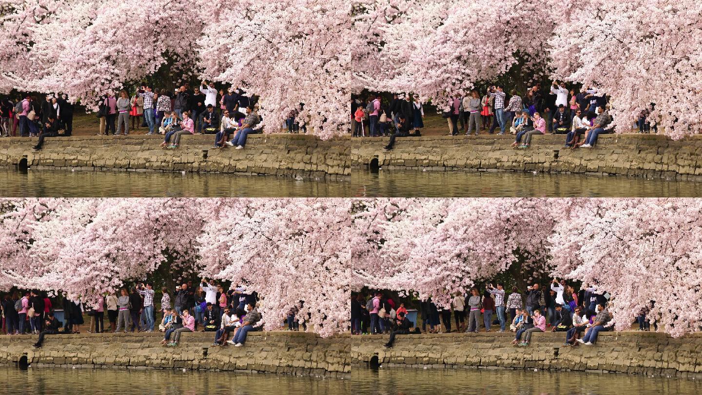 华盛顿特区樱花节樱花树下的游客