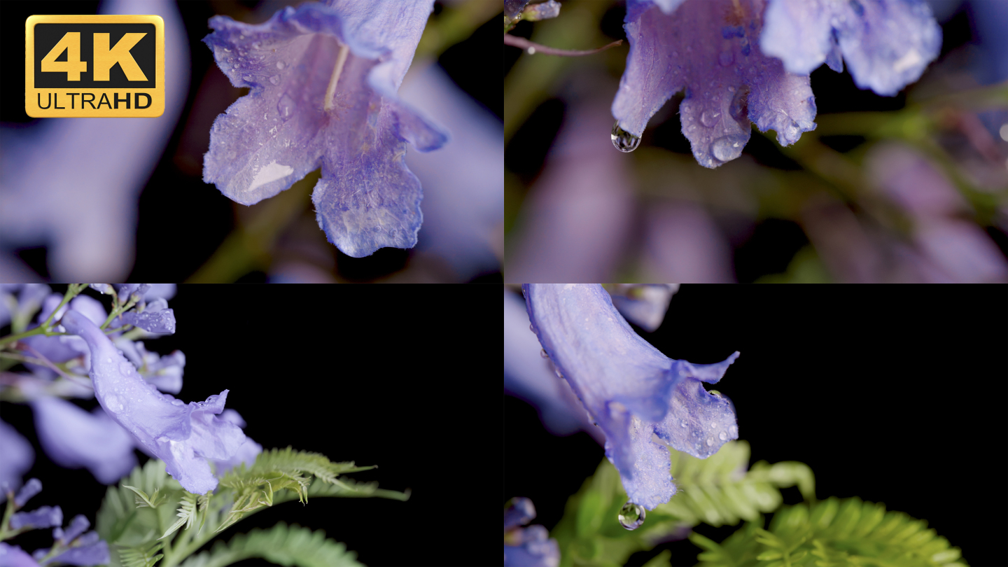 【4K】蓝花楹花朵特写，蓝花楹花朵水珠