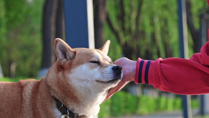 日本柴犬秋田狗