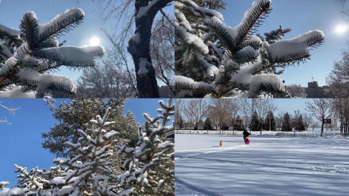雪附在松树上，小朋友和狗狗迎接第一场雪