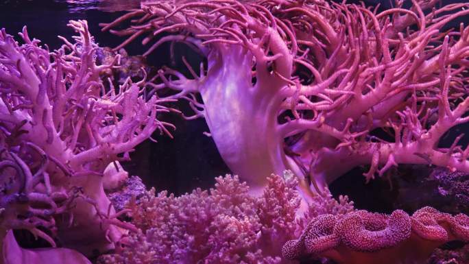 水里活体珊瑚