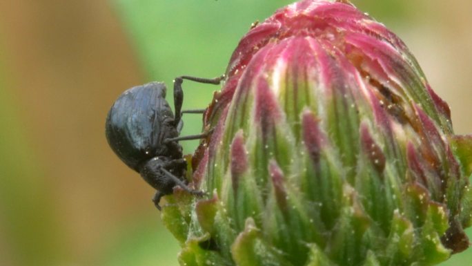 昆虫 甲壳虫 产卵 微距 特写