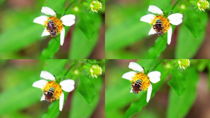 一只蜜蜂落在白色雏菊上采蜜