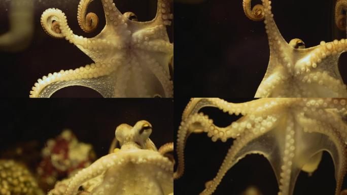 黑暗中的章鱼海鲜高速镜头合集帝王蟹螃蟹八