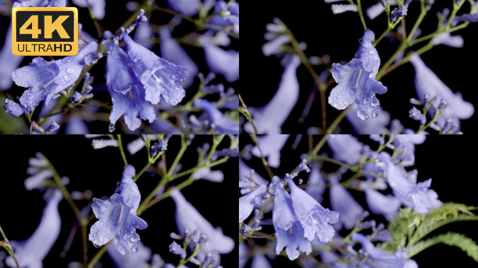 【4K】雨后蓝花楹，蓝花楹实拍素材