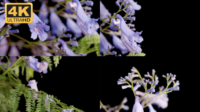【4K】蓝花楹花瓣掉落，花落知多少