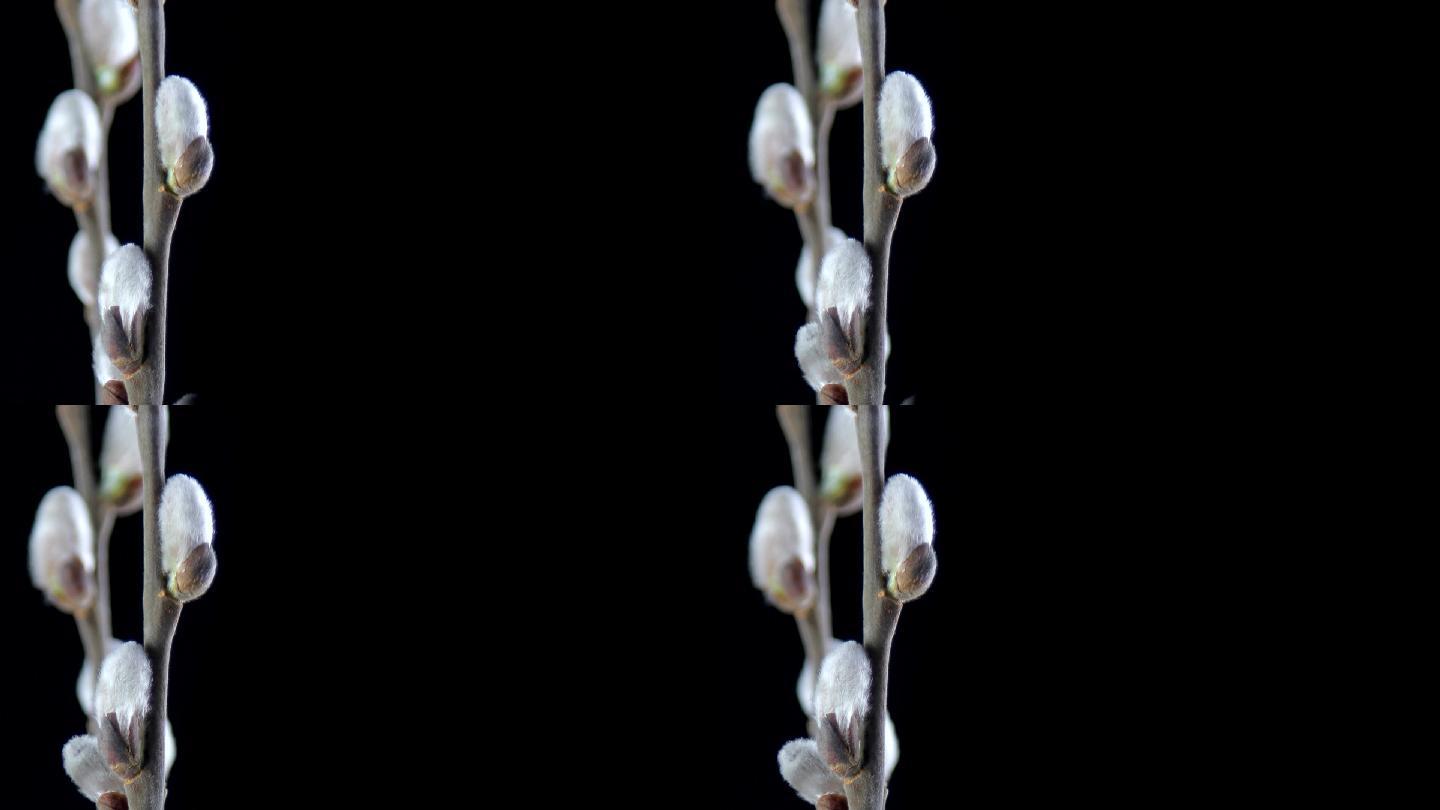 Pussy willow（复制空间）