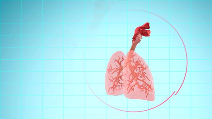 人类肺呼吸系统摘要
