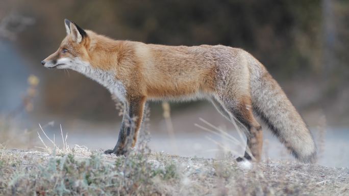 红狐在森林附近的沙漠中寻找食物