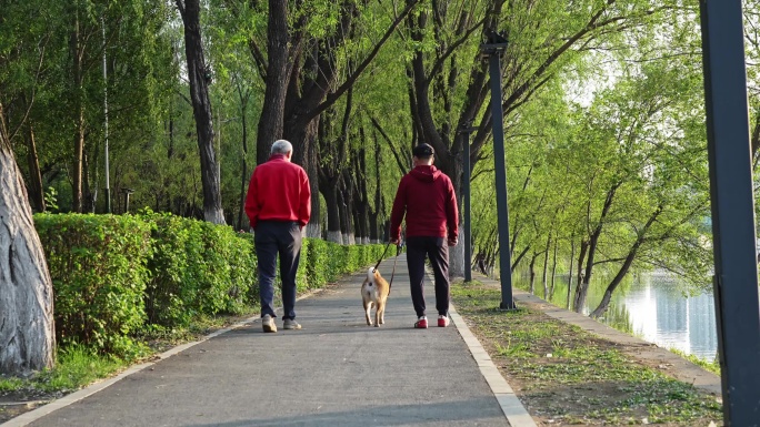 两位白发老友公园河边散步遛狗的背影