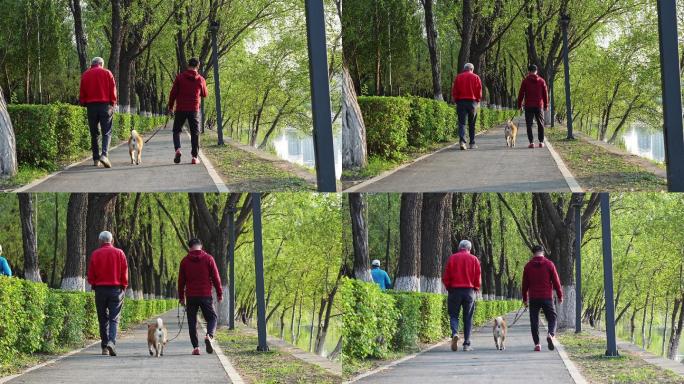 两位白发老友公园河边散步遛狗的背影