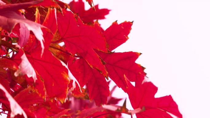 红色枫叶树叶空境