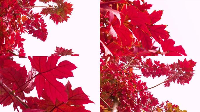 红色枫叶树叶空境