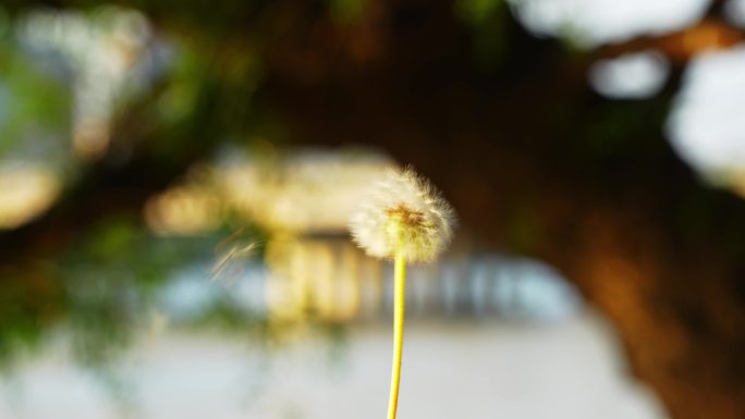 夏天风吹蒲公英