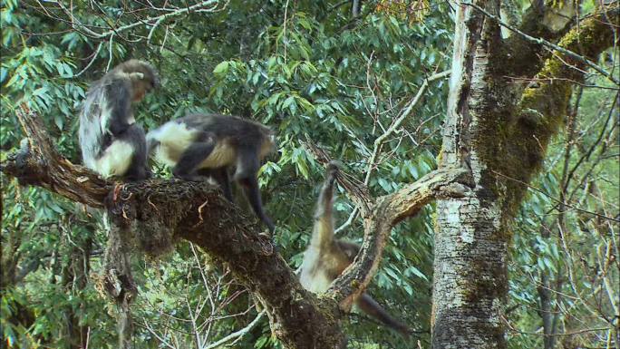 滇金丝猴在树枝上活动1
