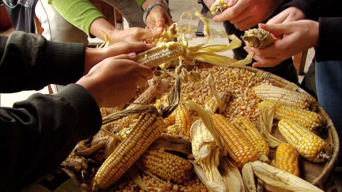 掰玉米 掰玉米的农民 农民 收获季节