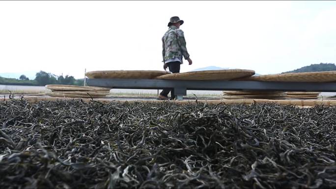 【原创】普洱茶毛茶晒青