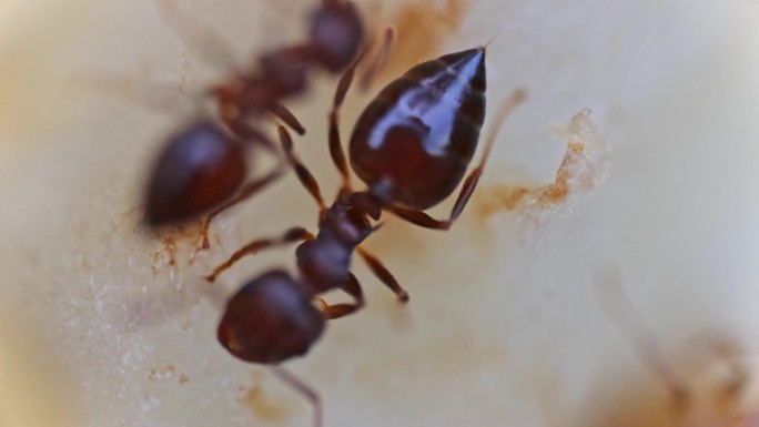 蚂蚁 蚂蚁特写