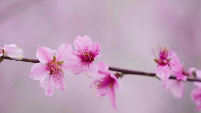 高清4K园林桃花盛开