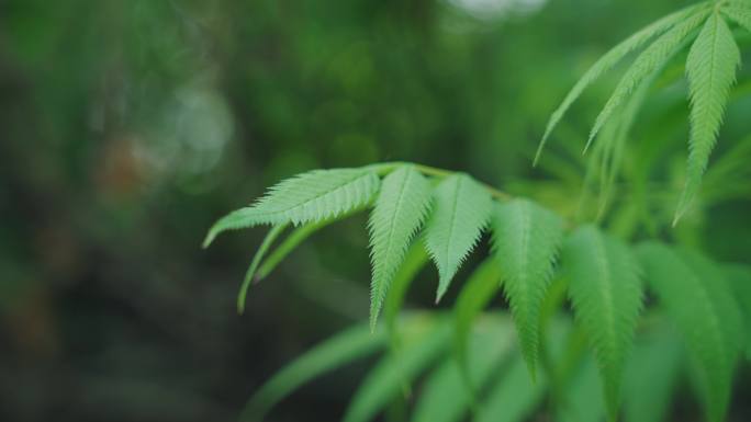 8k绿色植物树叶树木自然风景微距树叶小草