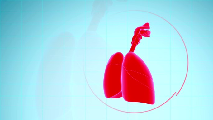 人类肺呼吸系统摘要