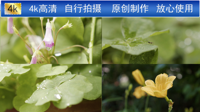 雨后大自然清新露珠水滴三叶草黄花菜