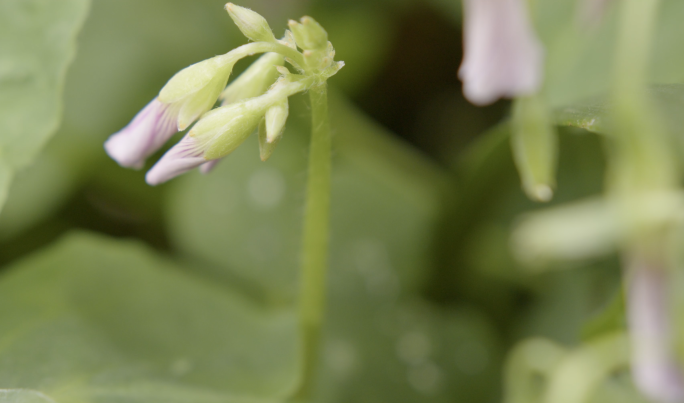 雨后大自然清新露珠水滴三叶草黄花菜