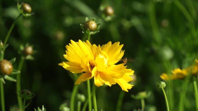 蜜蜂采蜜金鸡菊波斯菊