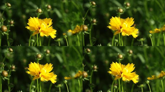 蜜蜂采蜜金鸡菊波斯菊