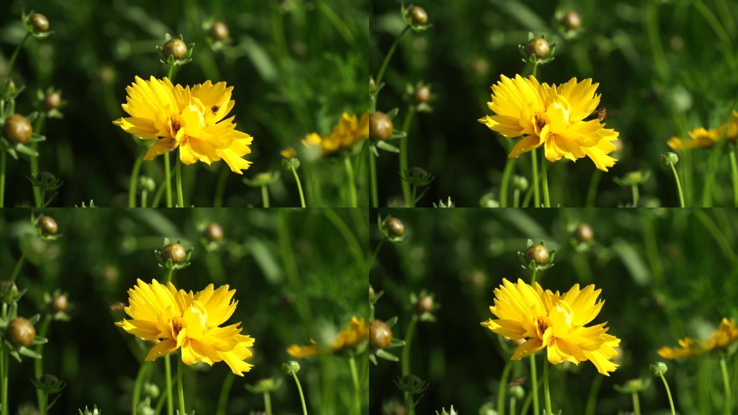 蜜蜂采蜜金鸡菊波斯菊