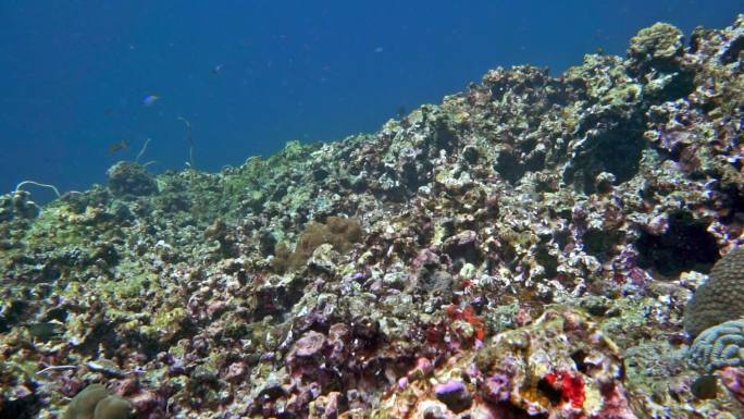 遭受珊瑚漂白的水下珊瑚礁
