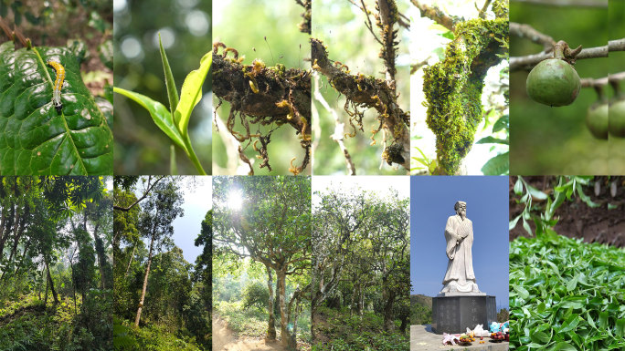 竖屏 茶山生态环境 春茶