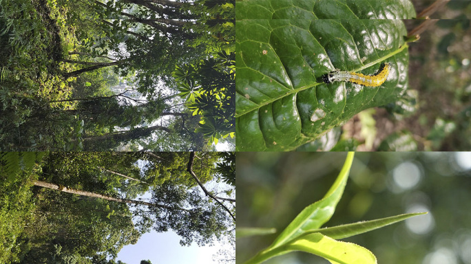 竖屏 茶山生态环境 春茶