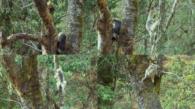 滇金丝猴在树枝上活动2