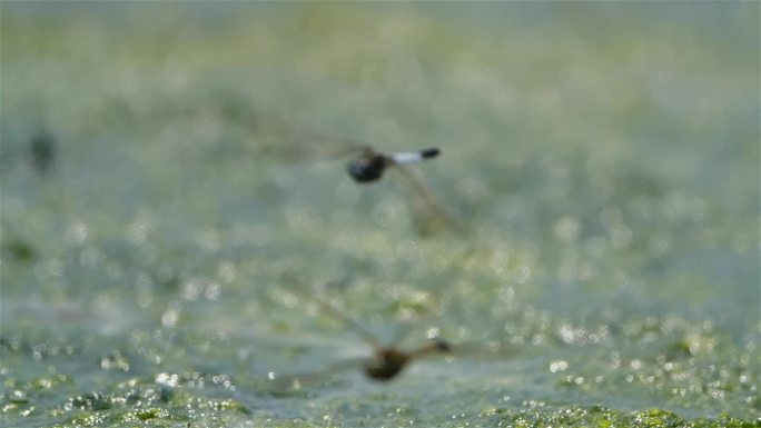 水 溪水 水利工程