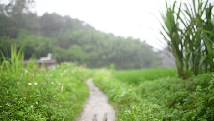 梅雨季节